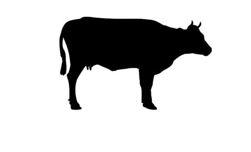 a product from the Cow's category